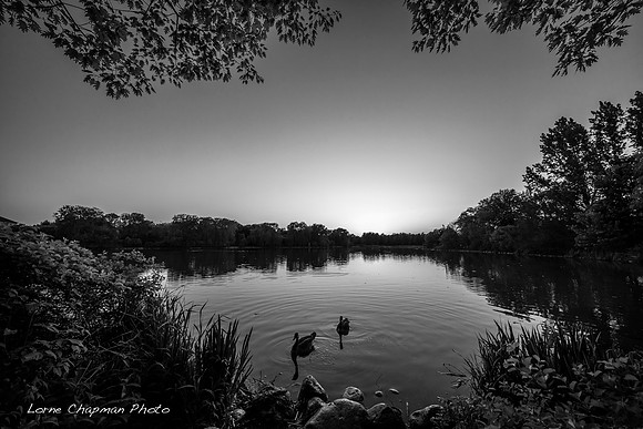 2 Geese on Toogood Pond.