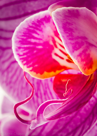 Magenta Orchid Closeup