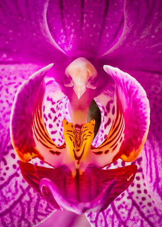 Magenta Orchid Closeup