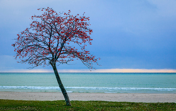 Tree at Bluffers Park