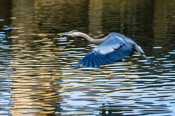 Blue Heron