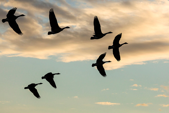 Geese in flight.