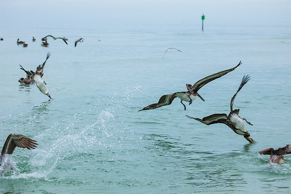 Pelicans
