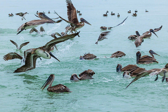 Diving Pelicans