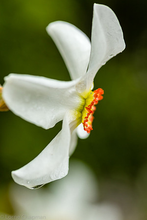 White daffodil profile