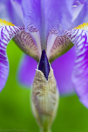 Iris bloom and bud