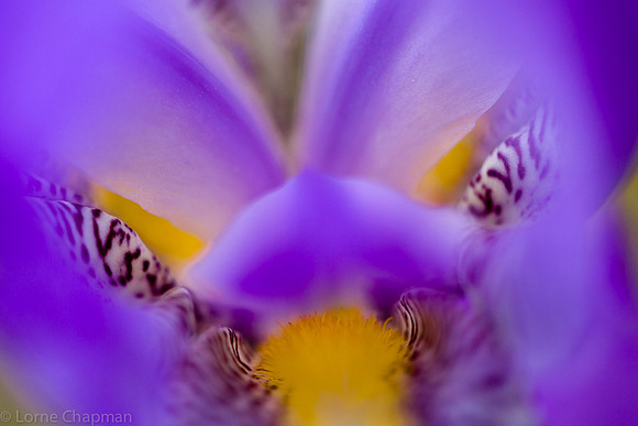Iris close up abstract.
