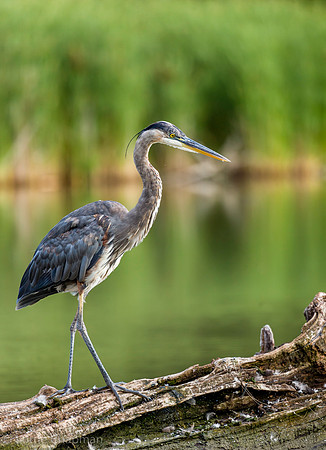 Blue Heron on Log