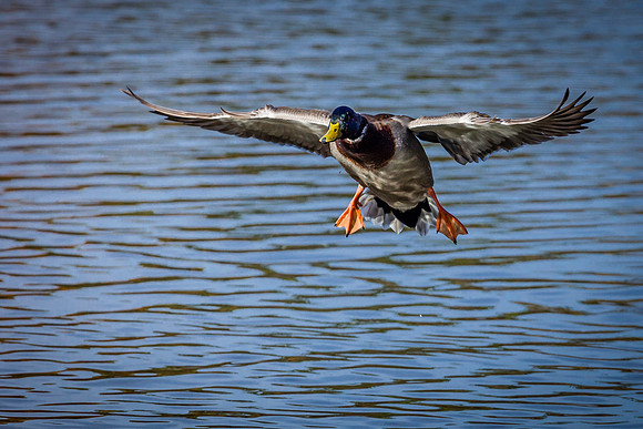 Duck landing.