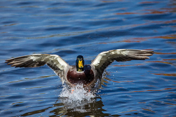 Duck Landing