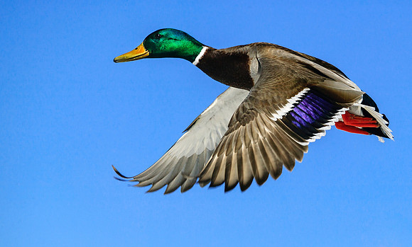 Mallard in Flight