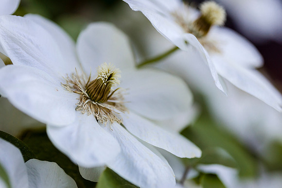 White Clematis Blooms