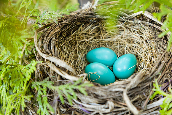 Robins nest with 3 blue eggs.