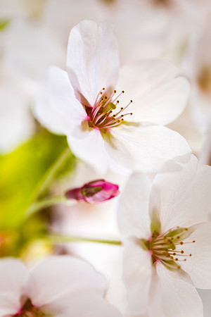 Cherry Blossoms CU
