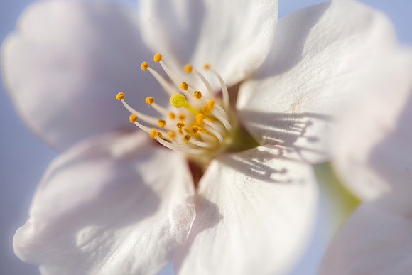 Cherry Blossom CU