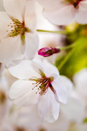 Cherry Blossoms