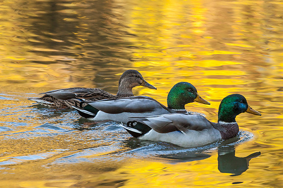 3 Mallard Ducks at sunset.