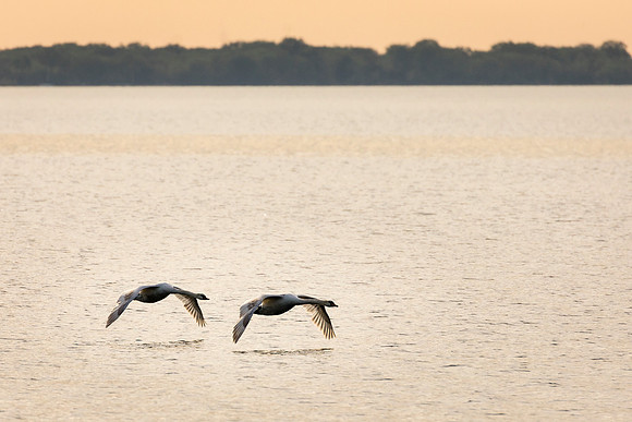 2 swans in flight.